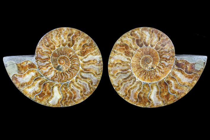 Cut & Polished Ammonite Fossil - Agatized #79705